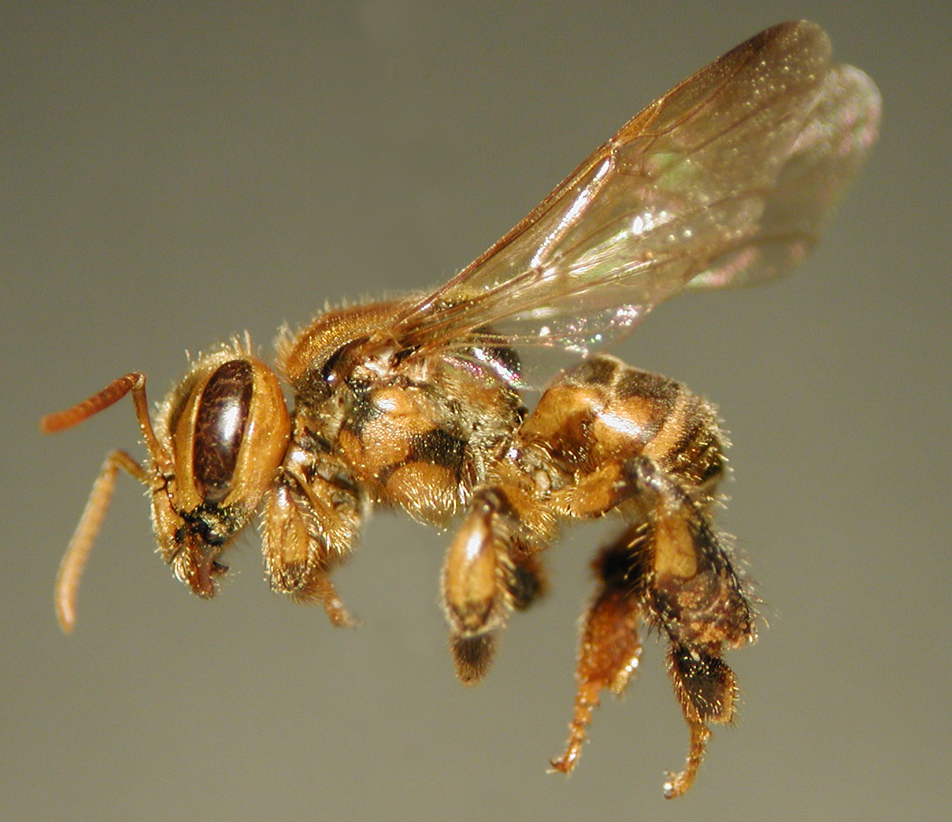 Abelhas Sem Ferrão: Biodiversidade, Polinização e o Potencial Bioativo de seus Produtos