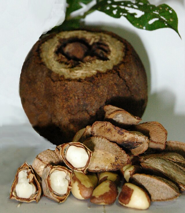 Castanha-do-Brasil: A oleaginosa versátil