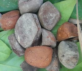 Andiroba: O Potencial Medicinal e Econômico da Amazônia