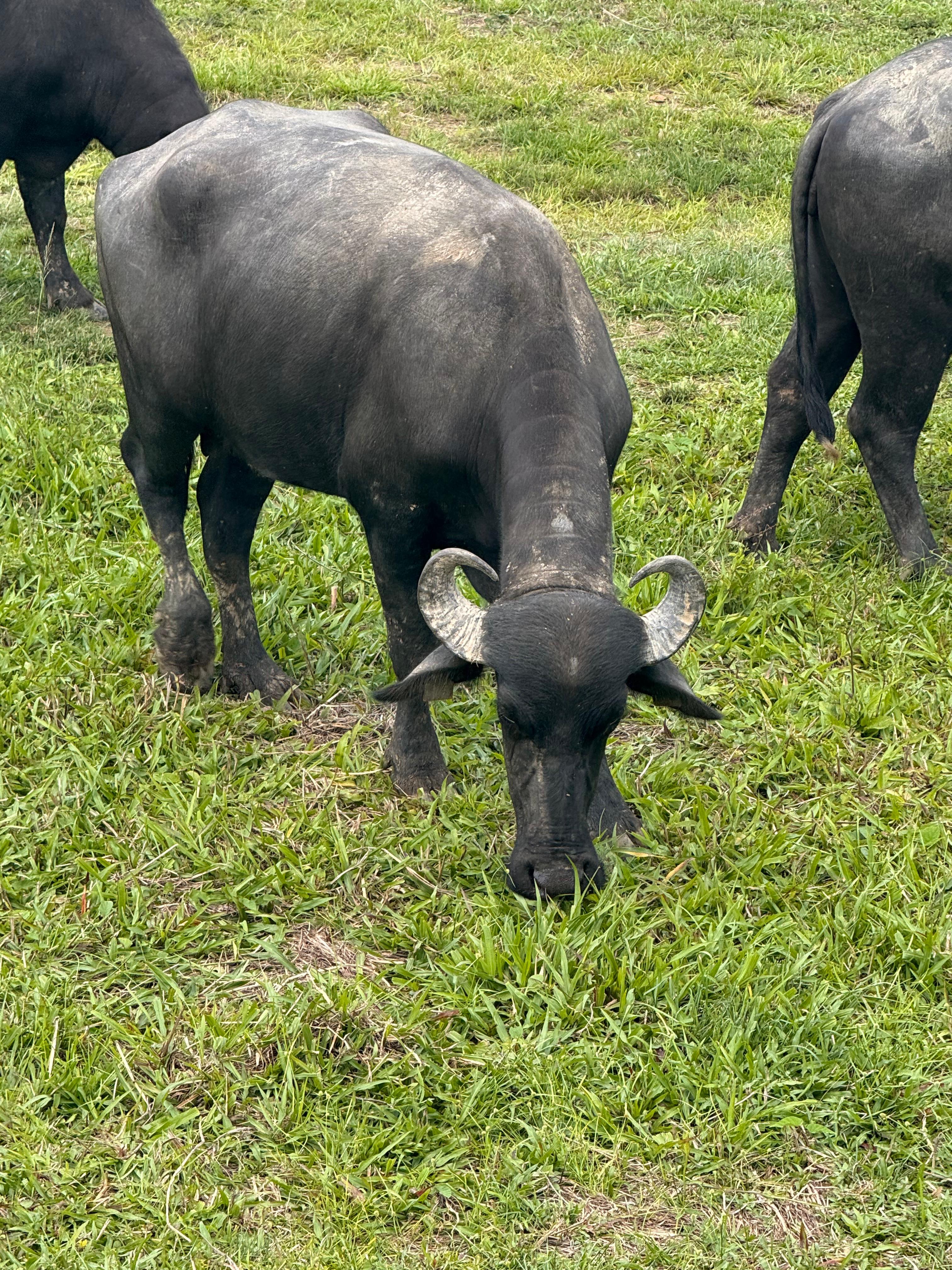 Leite bubalino do Arquipélago do Marajó: tradição queijeira e peptídeos bioativos