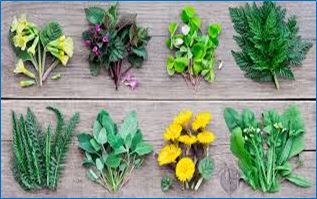 Proteínas alternativas de origem vegetal: como as proteínas vegetais estão moldando o futuro da alimentação