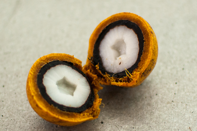 Tucumã: Potencial Antioxidante e Inovação Biotecnológica na Amazônia